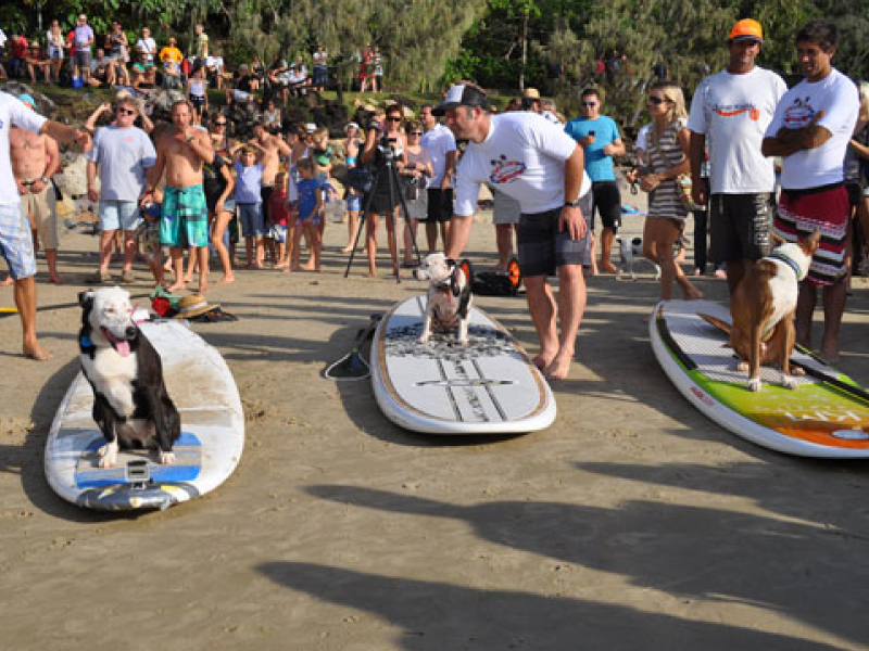 2012 Surfing Dog Championships photo highlight