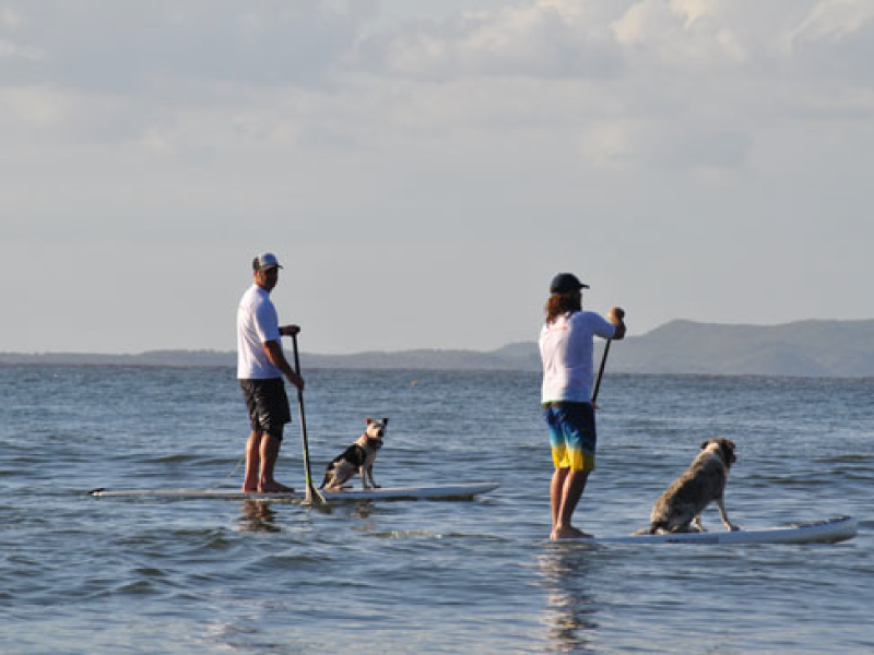 2012 Surfing Dog Championships photo