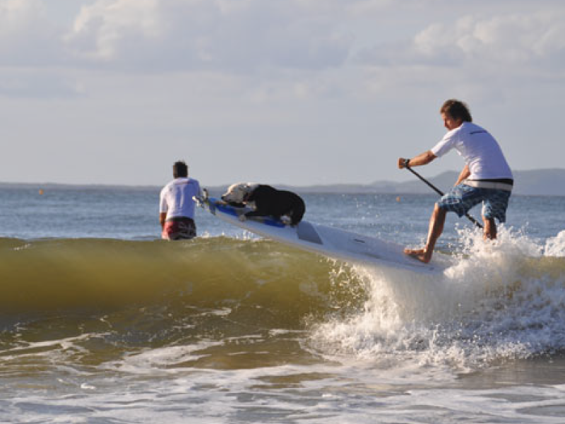 2012 Surfing Dog Championships photo
