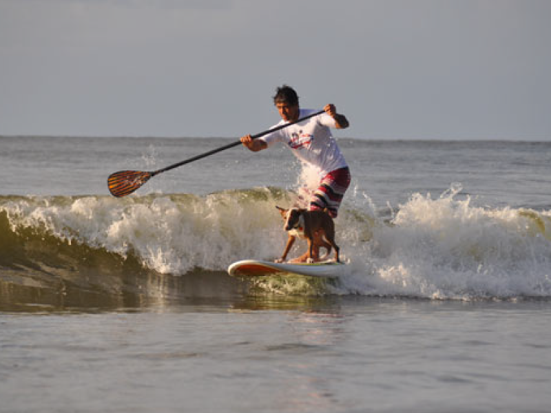 2012 Surfing Dog Championships photo