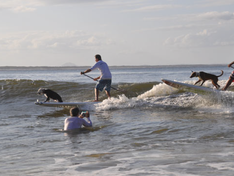 2012 Surfing Dog Championships highlight