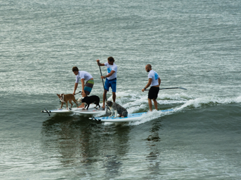 2013 Surfing Dog Championships photo