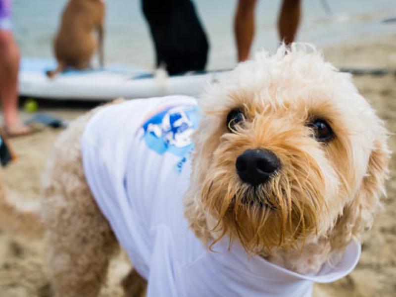 2013 Surfing Dog Championships photo