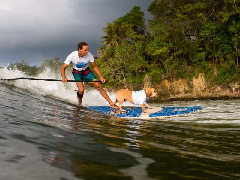 2013 Surfing Dog Championships photo