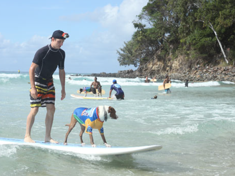 2014 Surfing Dog Championships photo