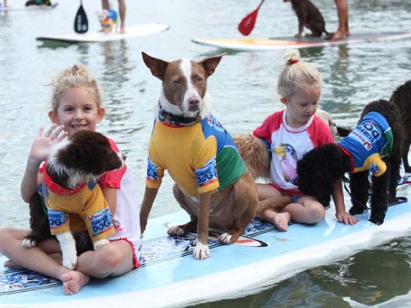 2014 Surfing Dog Championships photo