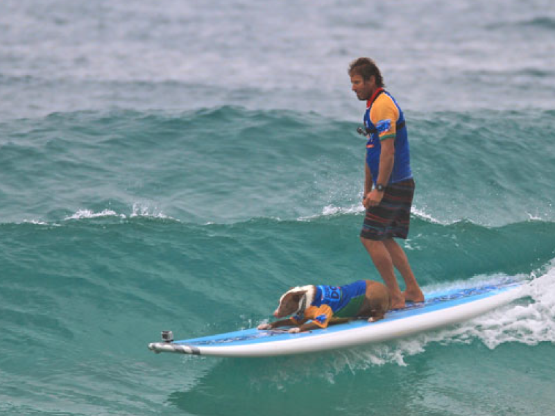 2014 Surfing Dog Championships highlight