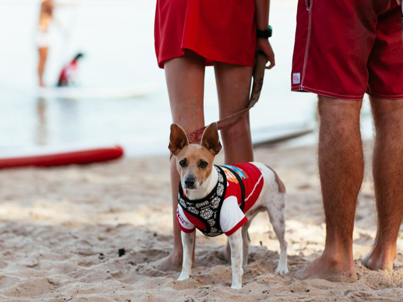 Chris De Aboitiz and surfing dogs at the 2015 event