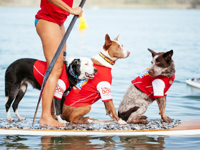 Wave Dog Masterclass at the 2015 event
