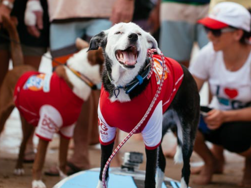 SUP With Your Pup workshop at the 2015 event