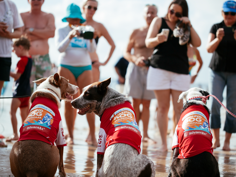 2015 Surfing Dogs event group photo
