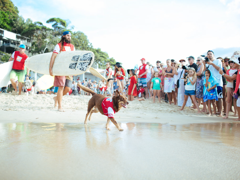 2016 Surfing Dog Spectacular highlight