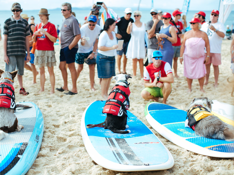 Team Hugsley at the 2016 Surfing Dog Spectacular