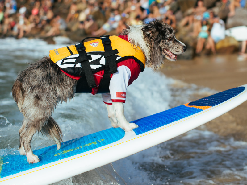 Team Indi and Anna at the 2016 Surfing Dog Spectacular
