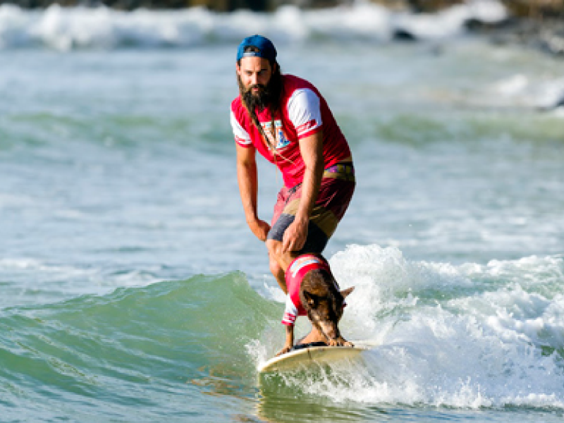 Packed shoreline at the 2016 Surfing Dog Spectacular