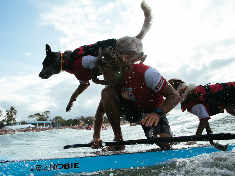 2016 Surfing Dog Spectacular team group photo