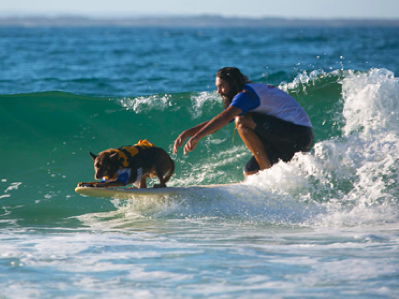 2017 Surfing Dog Spectacular highlight