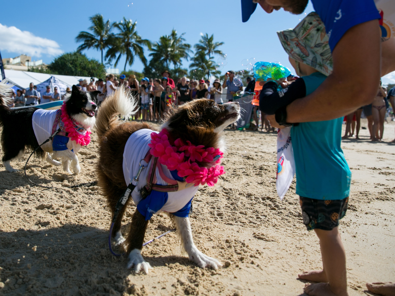 Team IndiAnna at the 2017 Surfing Dog Spectacular
