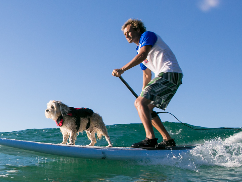Jonesy, Opal and Hugsley at the 2017 Surfing Dog Spectacular