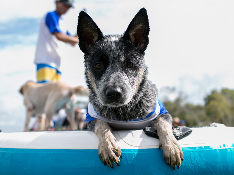 Big Red group wave at the 2017 Surfing Dog Spectacular