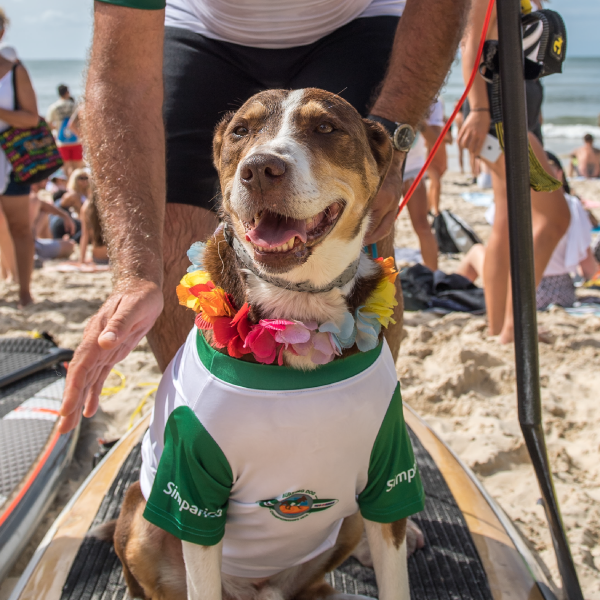2018 Surfing Dog Champions Spike and Rob