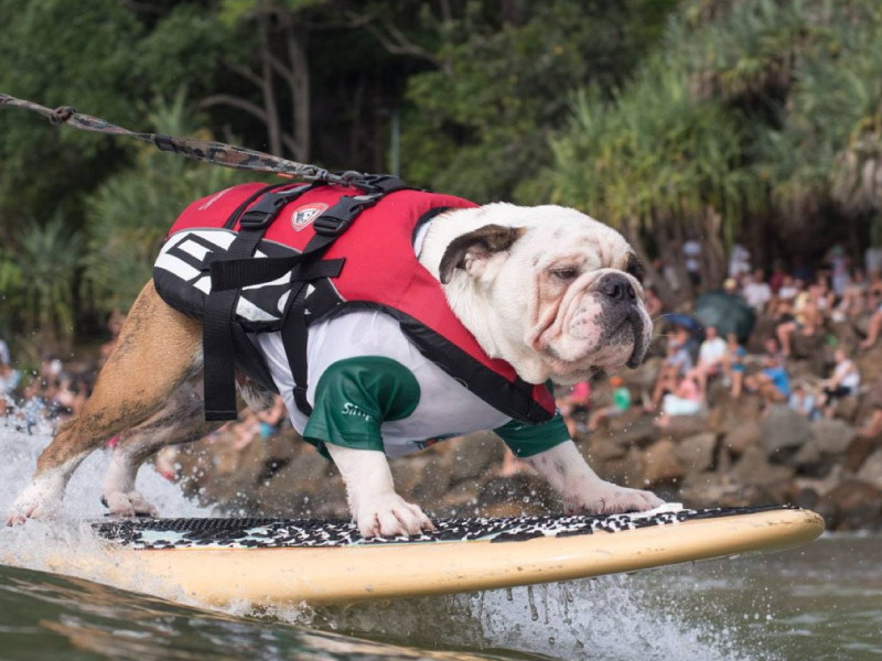 2018 Surfing Dog Championships team group photo