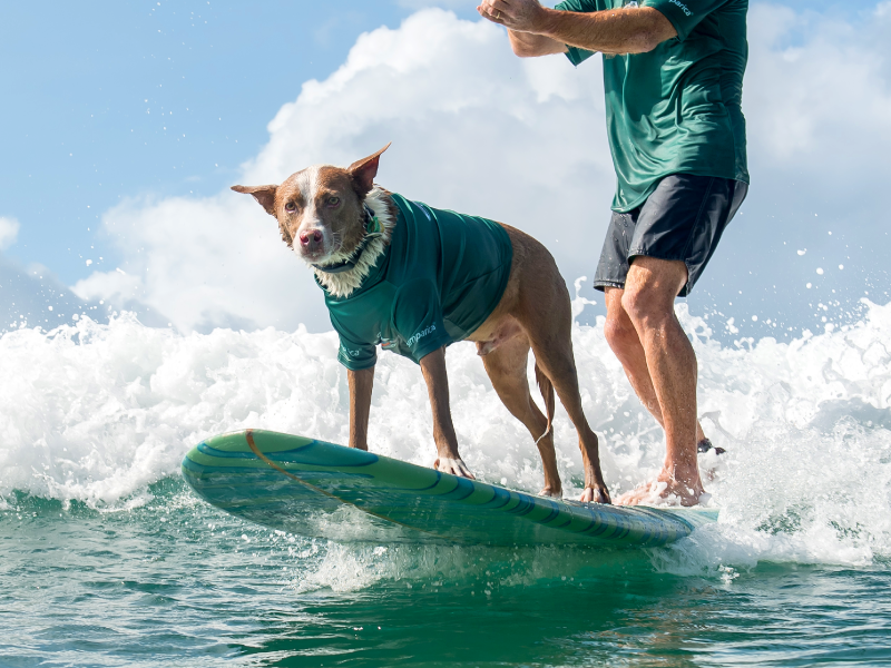 Chris and Banjo, 2019 Surfing Dog Champions