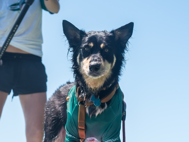 Rama, Chris and Jacquie at the 2020 Surfing Dog Championships