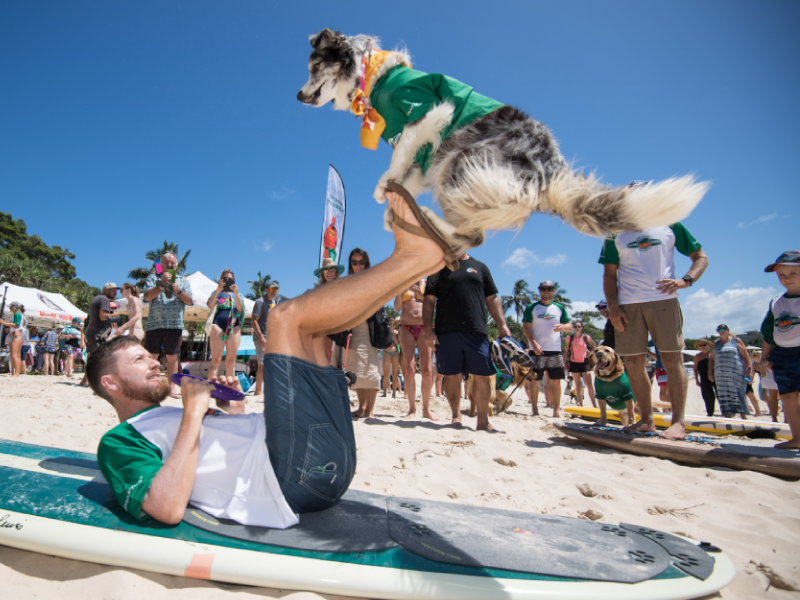 2020 Surfing Dog Championships crowd at Noosa Main Beach