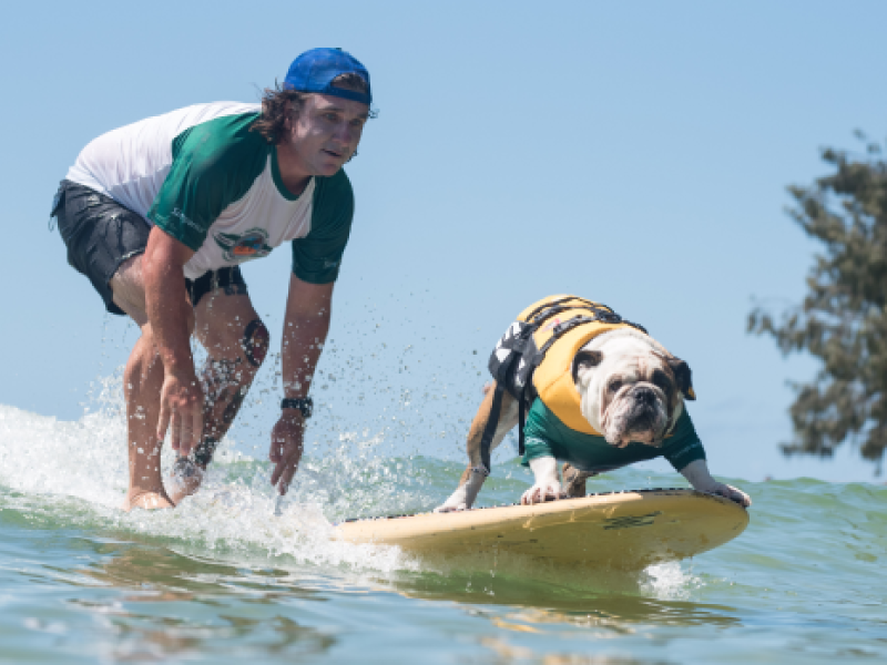 2020 Surfing Dog Championships team group photo