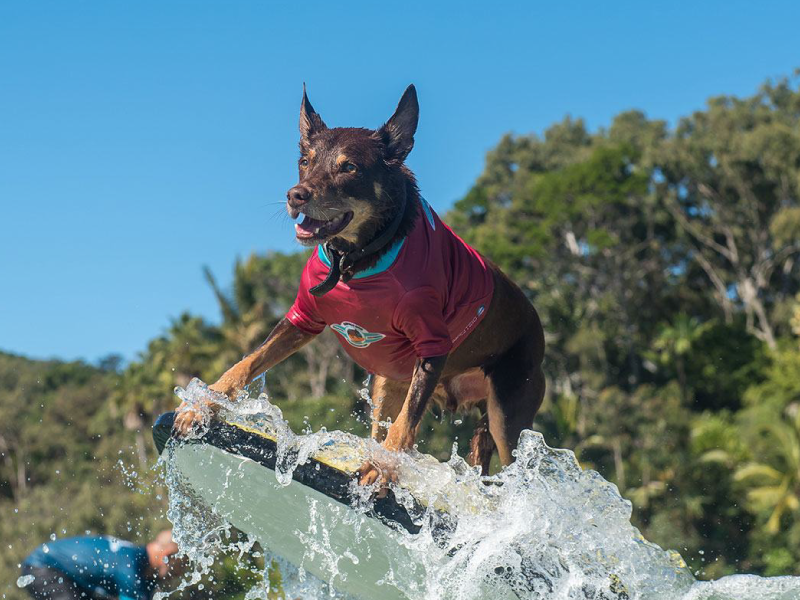 2021 Surfing Dog Championships team group photo