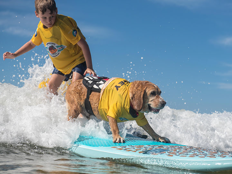 2022 Surfing Dog Championships competitors and crowd
