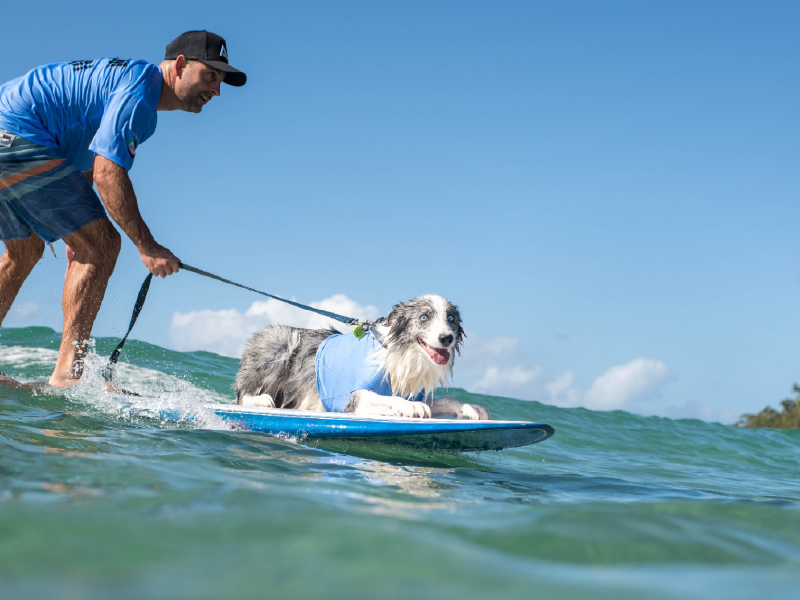 2023 Surfing Dog Championships photo