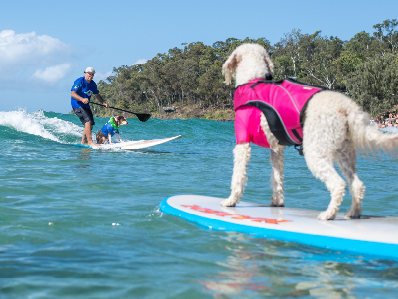 2023 Surfing Dog Championships team group photo