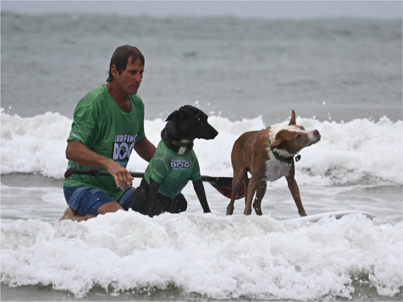 2024 Surfing Dog Championships photo
