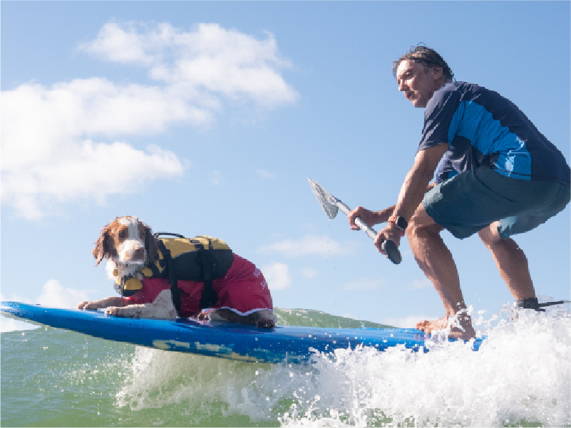 2025 Surfing Dog Championships photo