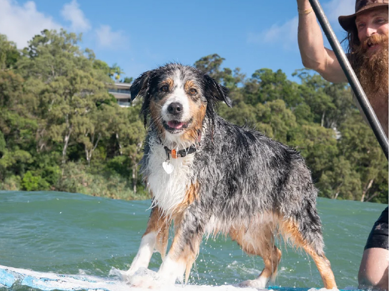 2025 Surfing Dog Championships team group photo