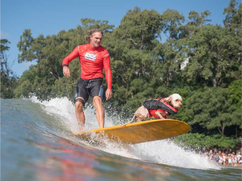 Surfing Dog Championships