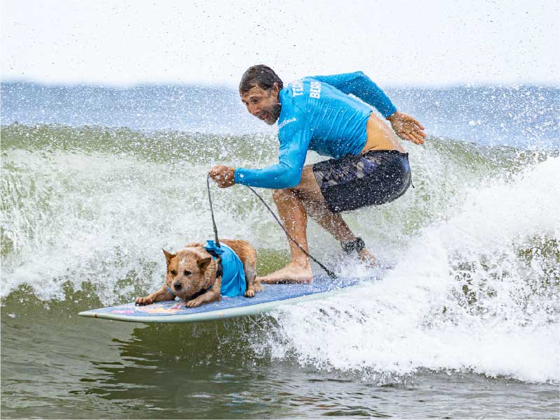 2026 Surfing Dog Championships photo